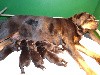  - NAISSANCE CHIOTS LOF 100% ADRK LE 04/05/24