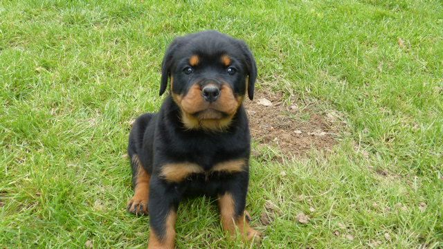 De L'eden Des Rotts - Chiot disponible  - Rottweiler