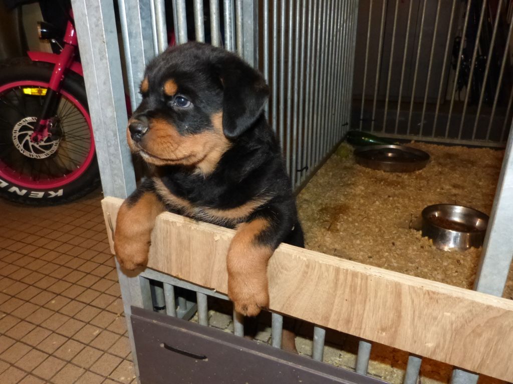 chiot Rottweiler De L'eden Des Rotts