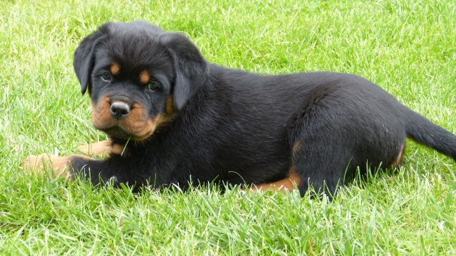 De L'eden Des Rotts - Chiot disponible  - Rottweiler