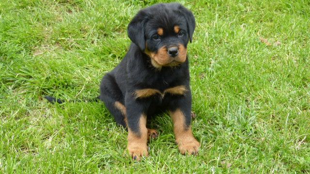 De L'eden Des Rotts - Chiot disponible  - Rottweiler