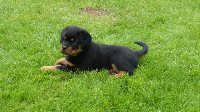 De L'eden Des Rotts - Chiot disponible  - Rottweiler