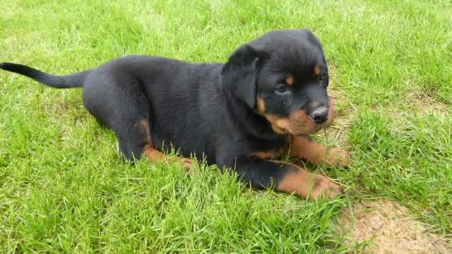 De L'eden Des Rotts - Chiot disponible  - Rottweiler