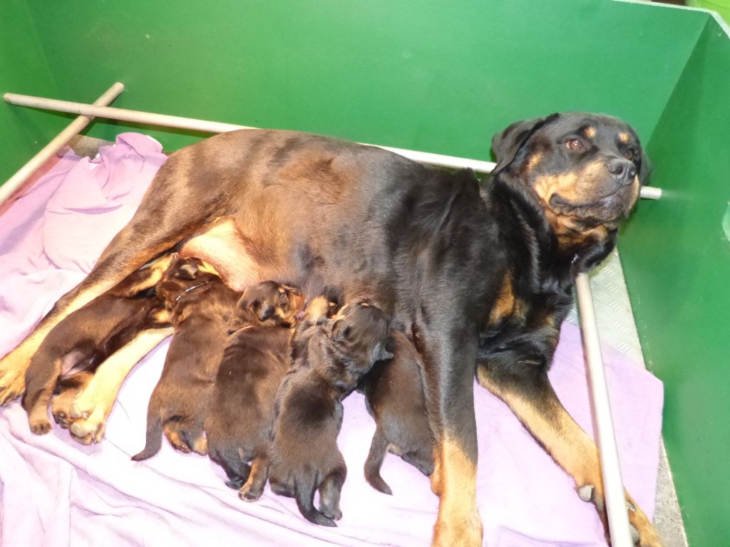 chiot Rottweiler De L'eden Des Rotts