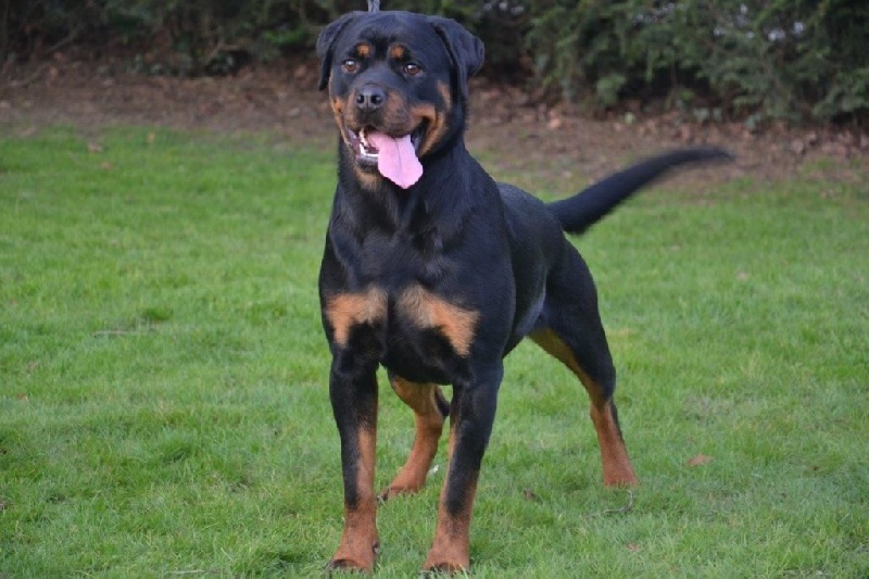 Lysbonn De L'eden Des Rotts