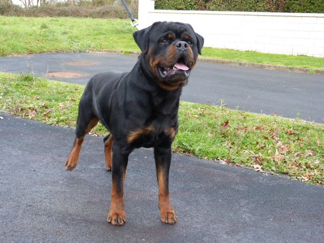 Patton De L'eden Des Rotts