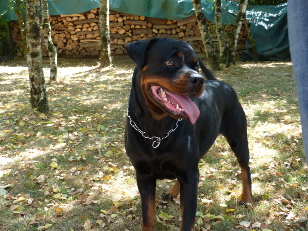 Pietra De L'eden Des Rotts