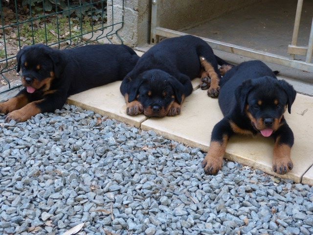 De L'eden Des Rotts - Rottweiler - Portée née le 28/06/2016