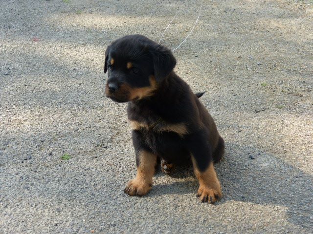 De L'eden Des Rotts - Rottweiler - Portée née le 08/03/2020
