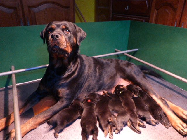 De L'eden Des Rotts - Rottweiler - Portée née le 22/07/2019