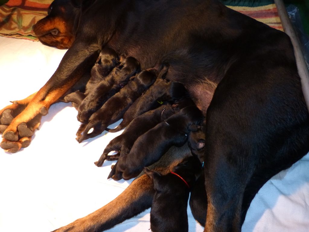 De L'eden Des Rotts - Rottweiler - Portée née le 30/08/2023