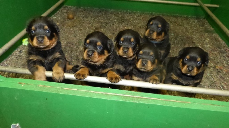 De L'eden Des Rotts - Rottweiler - Portée née le 08/02/2015