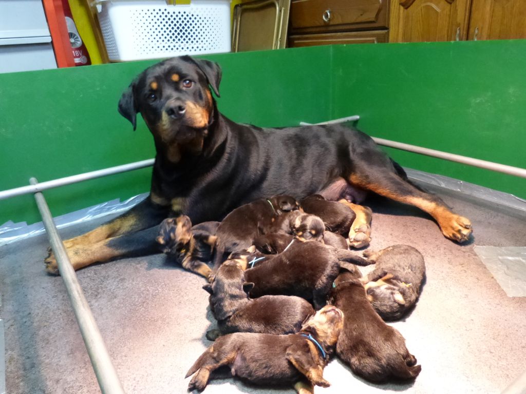 De L'eden Des Rotts - Rottweiler - Portée née le 21/08/2021