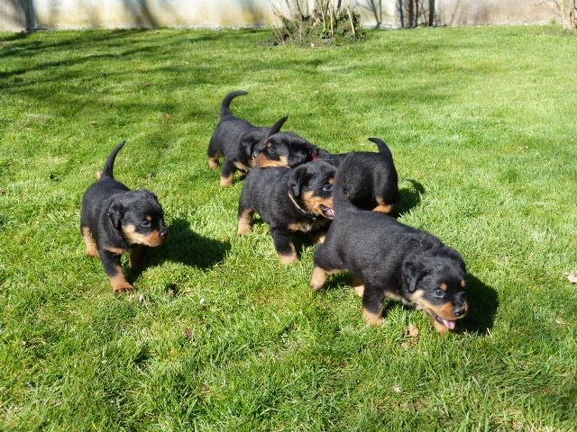 De L'eden Des Rotts - Rottweiler - Portée née le 04/02/2014