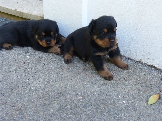 De L'eden Des Rotts - Rottweiler - Portée née le 07/07/2018